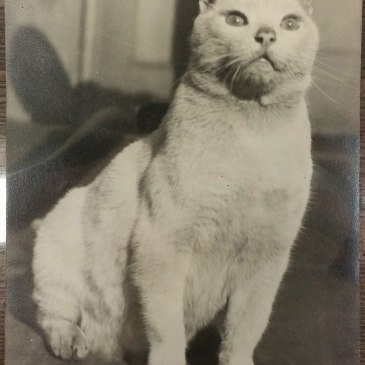A white, kind of dirty, cat named Tim the Hospital Cat from Philadelphia General Hospital